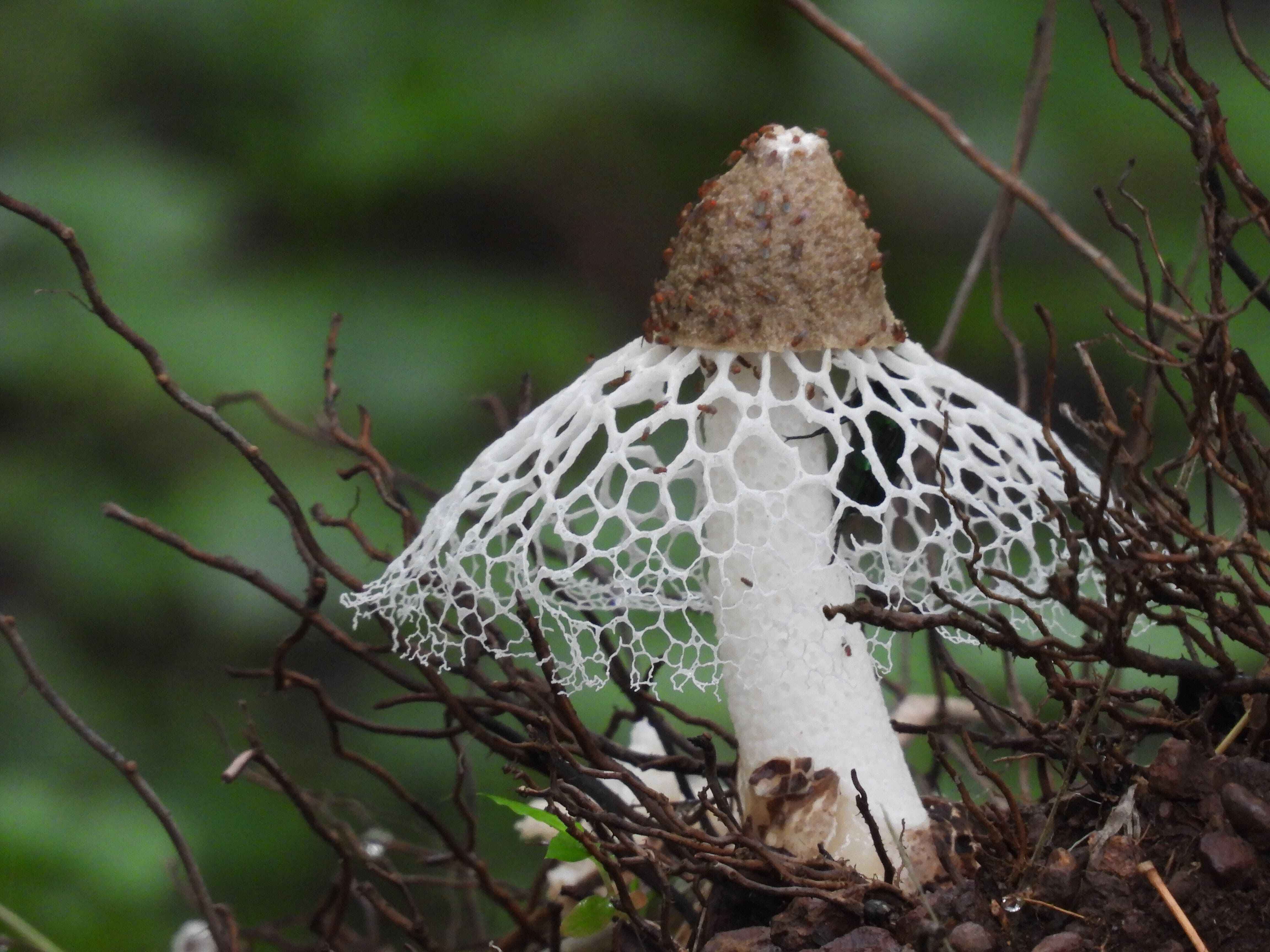 Bamboo Mushroom